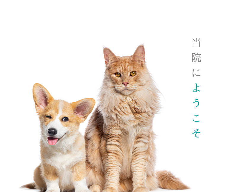 エルペットクリニック