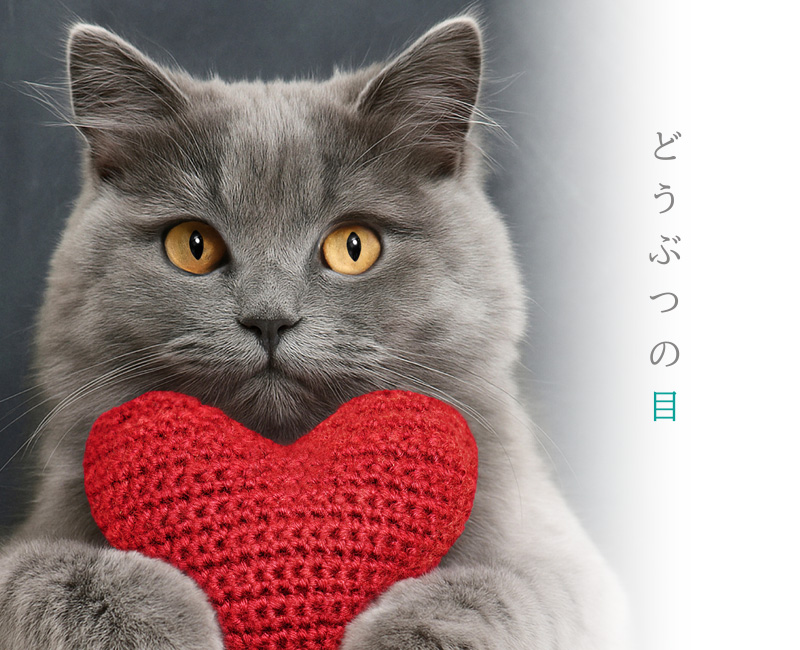 エルペットクリニック